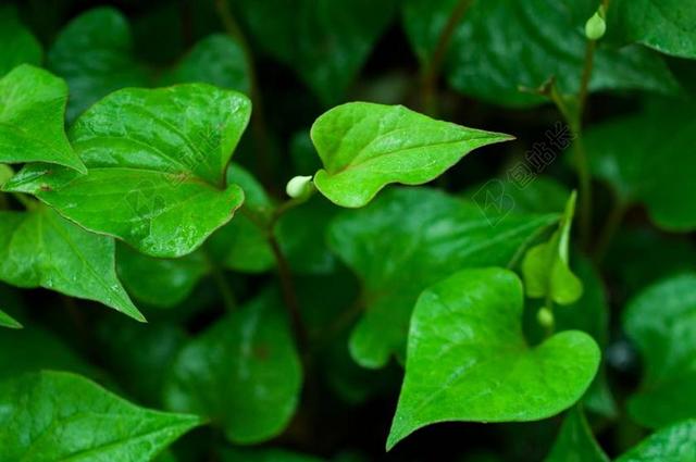 叶 心脏形 鱼腥草 绿色 在初夏 湿法 植物 一滴水 雨季