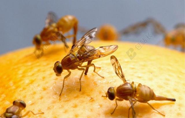 果蝇 墨西哥 女性 昆虫 橙色 害虫 鸡蛋 重现