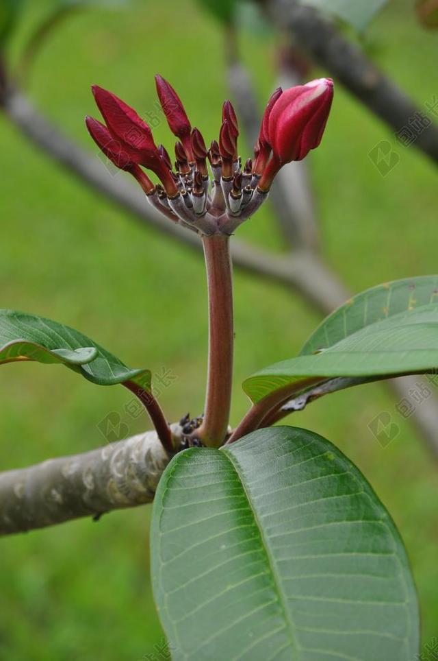 姜黄色百合花 芽 粉红色 红色 鲜花 花的 分支机构 茎