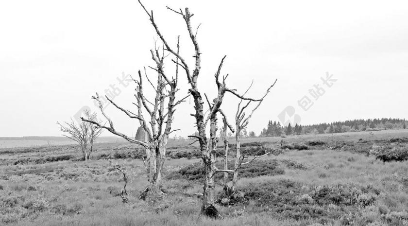 树木 维恩高 比利时 德国 系泊 自然保护区 阴沉 很奇怪