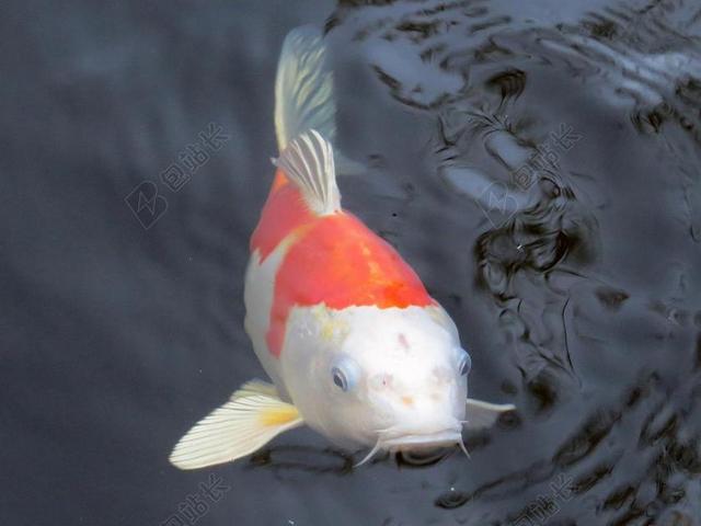 锦鲤 鱼 池塘 水 鲤鱼 游泳 花园池塘 动物 鱼嘴