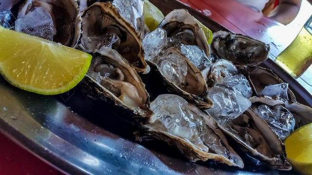 食物新鲜的冰冻牡蛎背景图片
