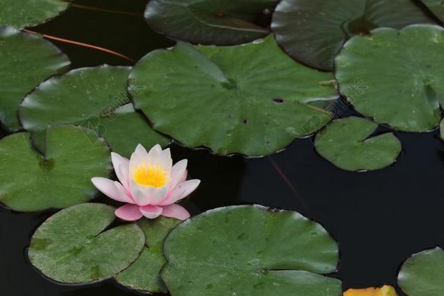 自然 花 池 水百合 睡莲 植物 水