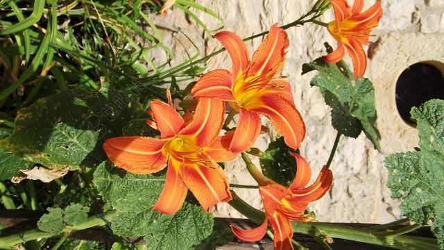 花 自然 花园 百合 春 夏天 开花 花的 盛开 公园