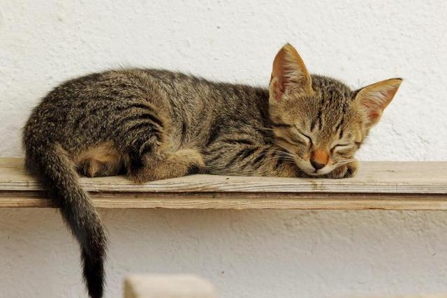 小猫 睡觉 可爱 MIEZE 依偎在 甜 宠物 睡 猫