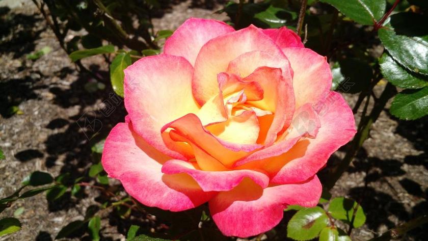 粉红色 花 自然 花瓣 盛开 开花 春 花的 粉红色的花