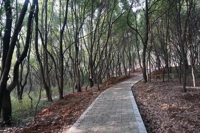 树林 山林 山路 清新