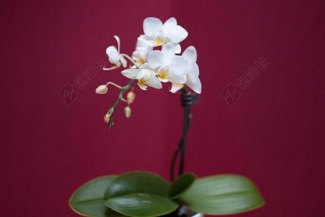 兰花 花 白 白色 五颜六色的花朵 植物区系 花瓣 性质