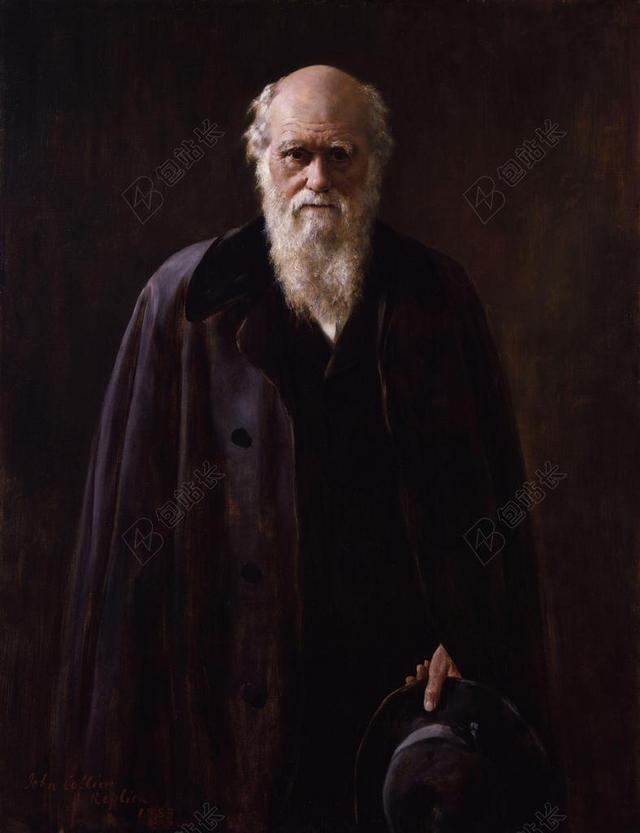 摄影复古达尔文绘画背景图片
