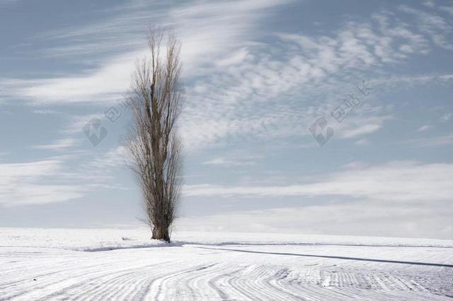 自然风景雪地中的枯草背景图片