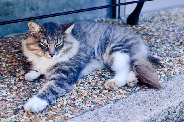 日本 动物 猫咪 生物 母猫 可爱 一种动物 传情动漫