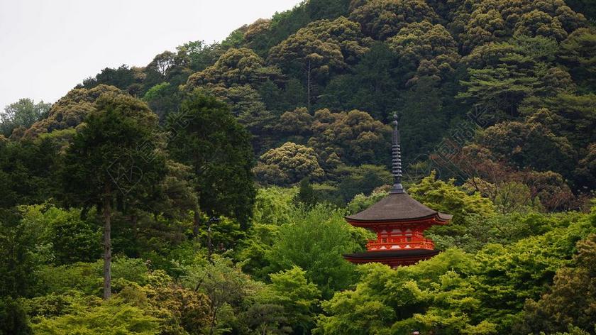 京都 风景 寺庙 亚洲 屋顶 树木 景观