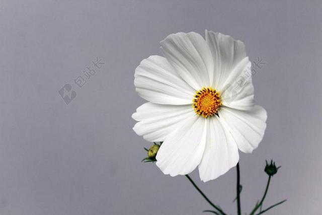 花 开花 春天 夏季 性质 厂 白花 关闭