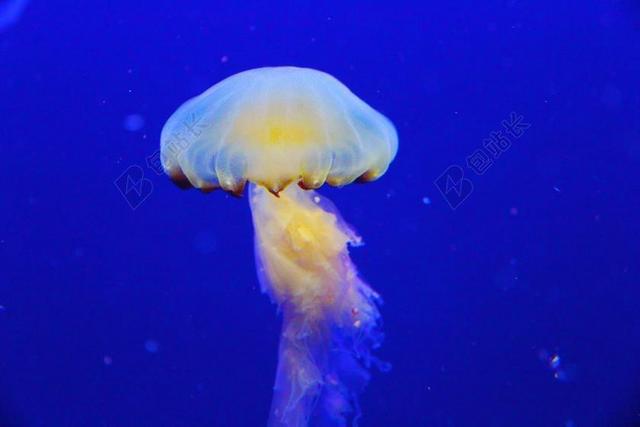 海蜇 鱼 蓝色 水族馆 美丽 迷人 新加坡 海洋 海上生活