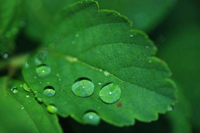 叶 滴 水 露水 自然 绿色 新鲜 叶子 特写 植物