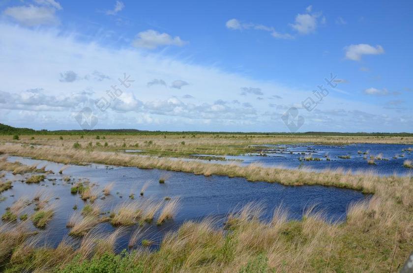 摄影自然沼泽丛林背景图片