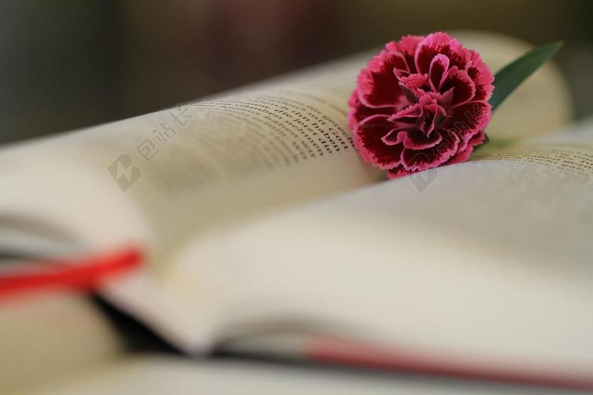 圣经 》 读取 基督教 宗教 相信 本书 上帝的词 花 开花