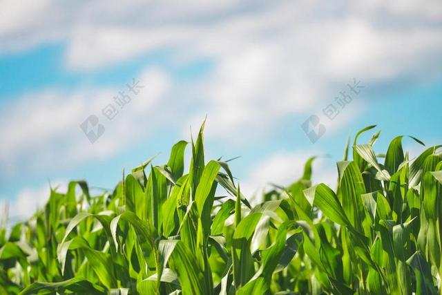 植物 作物 玉米 年轻 新鲜 绿色 茂盛 农业 原野 自然