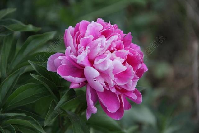 花 自然 粉色