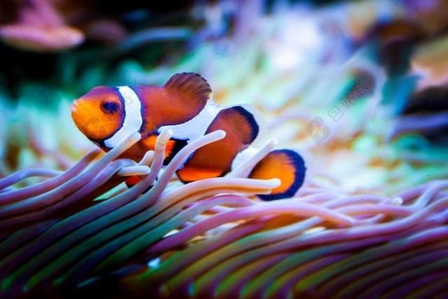 鱼 水族馆 尼莫 小丑鱼 海 礁 异国情调 岛 海滩 水下