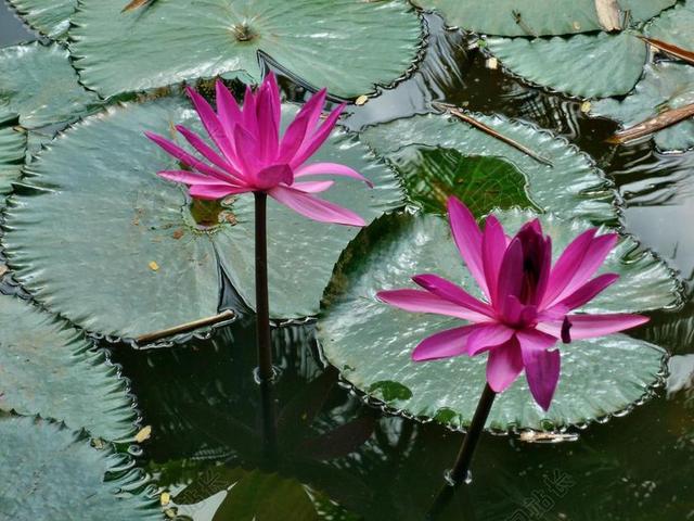水 百合 粉红色 自然 花 植物 莲花 美 绿色 夏天