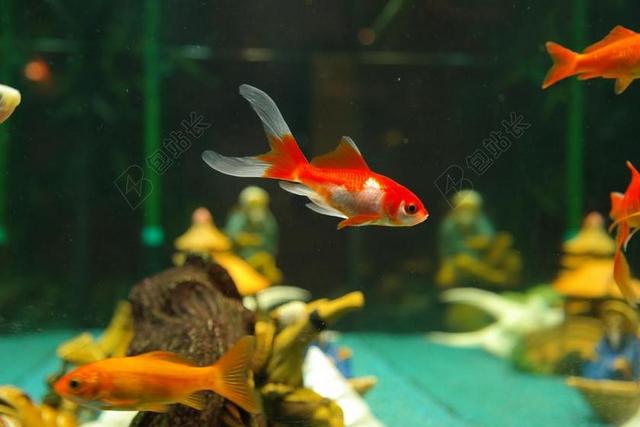鱼 金鱼 淡水鱼 KARPFENFISCH 鲤科 水族馆