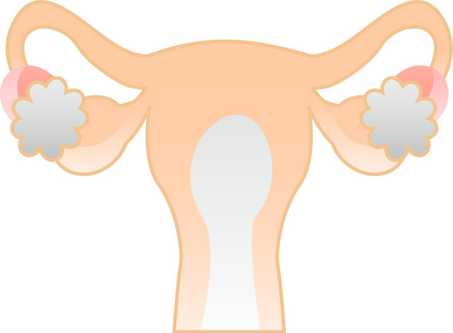 女性子宫素材
