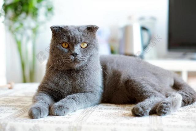 猫 英短 英国短毛猫 蓝猫 猫科动物