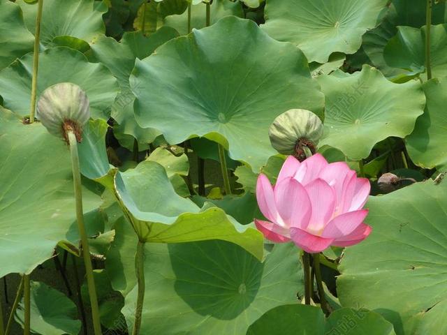 莲花 池塘 水百合 鲜花 植物 粉红色 池塘植物