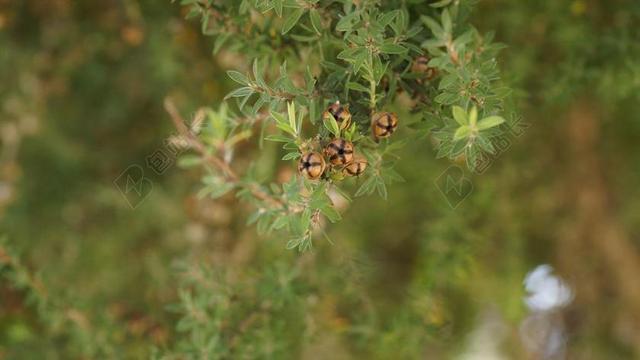 茶树 LEPTOSPERMUM棒 麦卢卡 新西兰