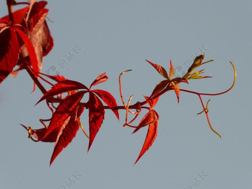 缠绕 芽 葡萄酒的合作伙伴 秋季 酒 藤 颜色 红色 出现