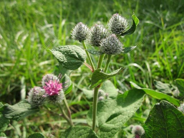牛蒡种 柔和的牛蒡 绵毛牛蒡 牛蒡 植物 野花 带刺 植物学