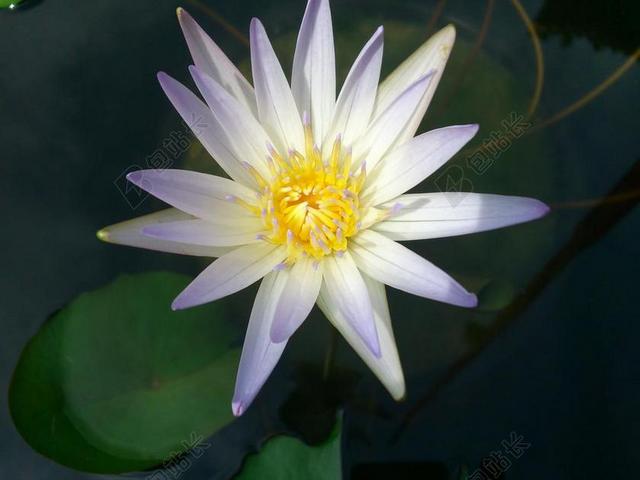 百合 水百合 白色水百合 开花 盛开 莲花 花 水 自然