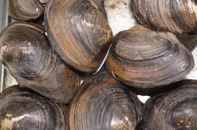 文蛤 贝壳 软体动物 贝类 海鲜 海洋 水 牡蛎 双壳类动物