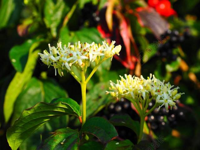 红色茱萸 鲜花 白 萸 浆果 黑色 水果 山茱萸 角灌木