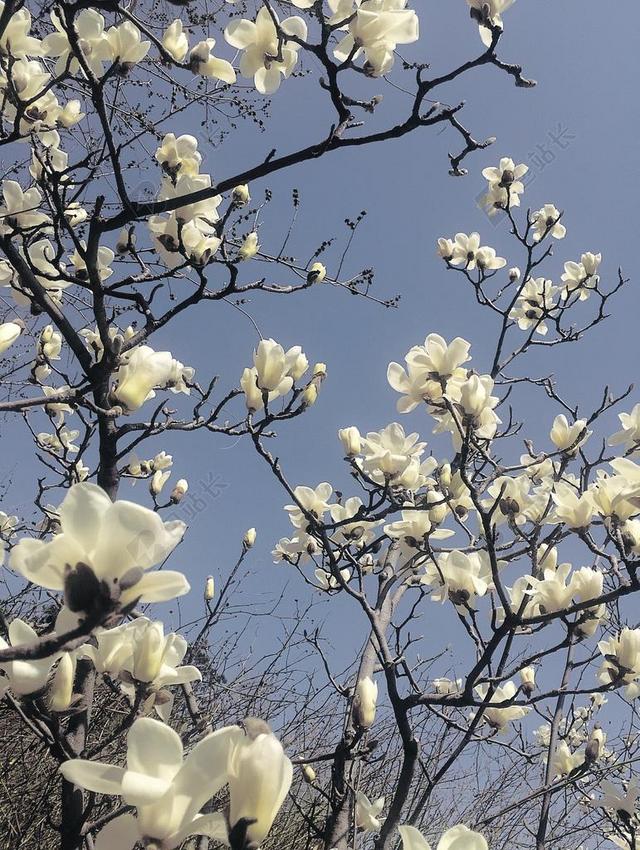 玉兰花 自然 风景 白色 蓝色 中国 植物