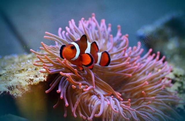 海葵鱼 鱼 AMPHIPRION 鱼 水族馆 水生物
