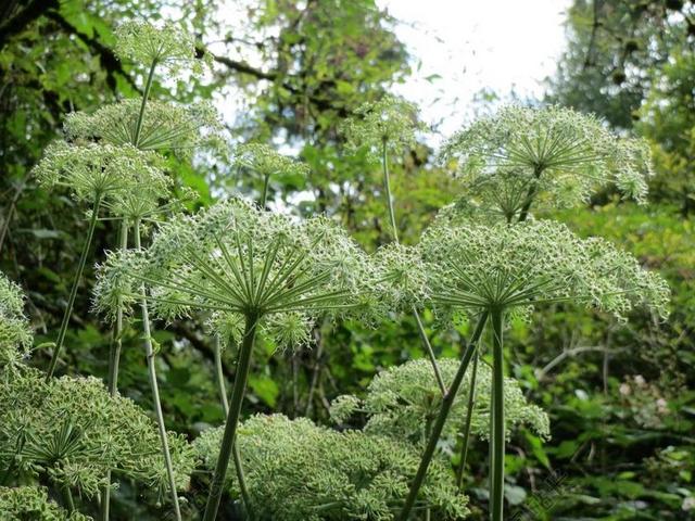 当归樟子松 野生当归 野花 植物区系 INFLROESCENCE