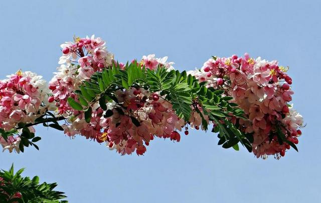 决明子爪哇 JAVA 决明子 粉红色淋浴 苹果花树 彩虹淋浴树 花