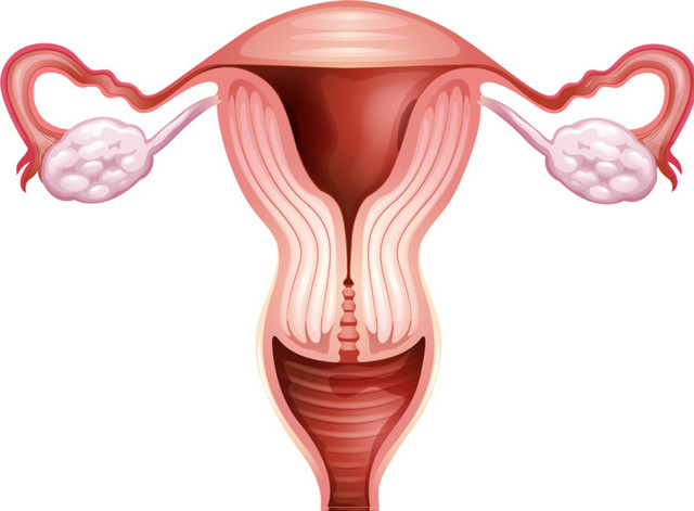 女性子宫素材