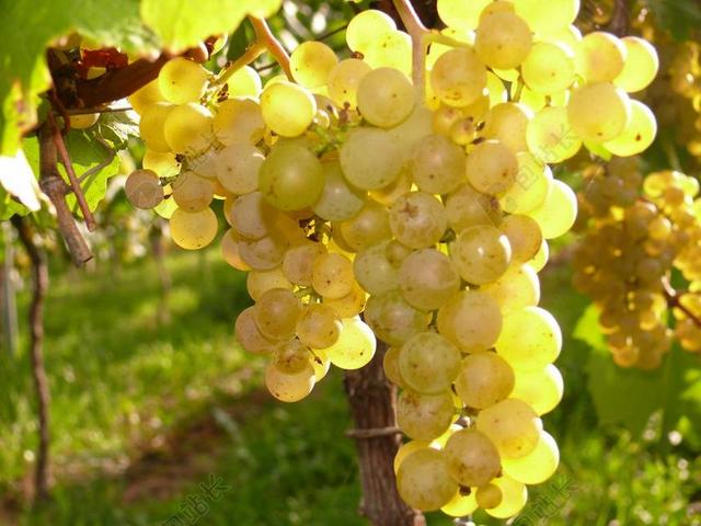 葡萄 葡萄园 酒 葡萄藤 秋季 葡萄种植 性质 白葡萄酒