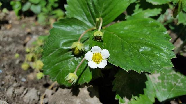 草莓花 草莓 水果 花 植物 白 花园 自然 花的 有机