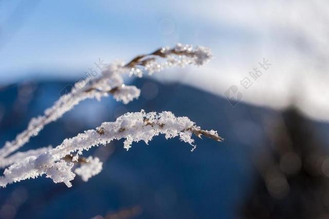 冬天 雪 冰 寒冬 白 冷 光 性质 冬季森林