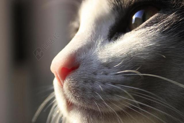 猫 晶须 猫的 动物 家养 宠物 眼