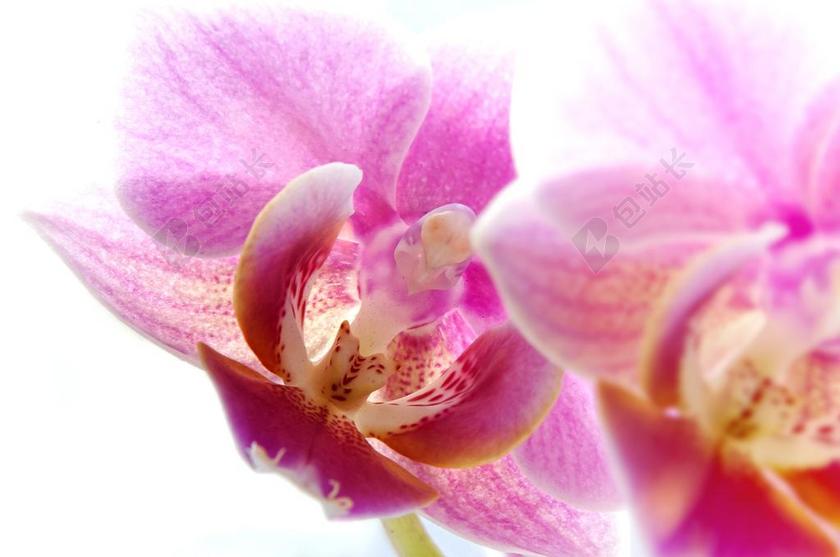 蝴蝶兰 兰花 白 宏 关闭 黄色 开花 花 宏摄影 性质