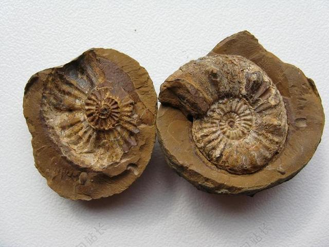 亚扪人 化石 头足类 灭绝 AMMONOIDEA 石灰石