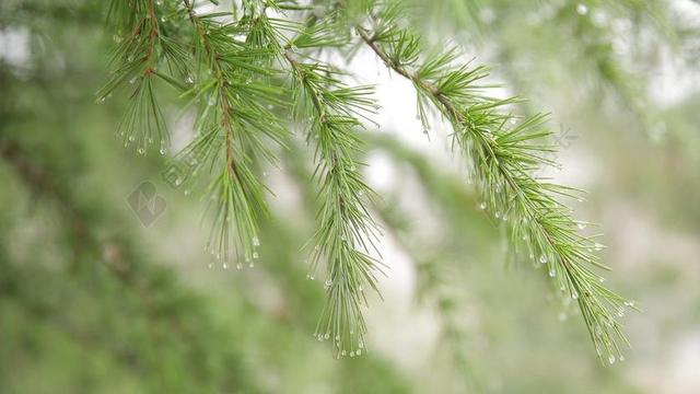 松树 针叶 露珠 雨水 刺