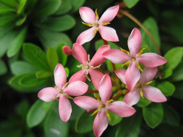 鲜花 开花 菲律宾 花的 植物 自然 盛开 花瓣 有机 干