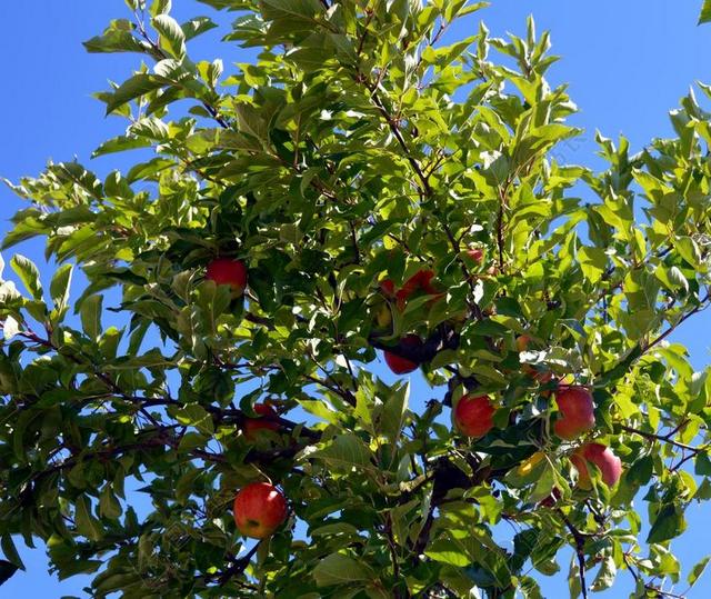 苹果树 树 苹果 分支机构 健康 维生素 水果 红色 生物