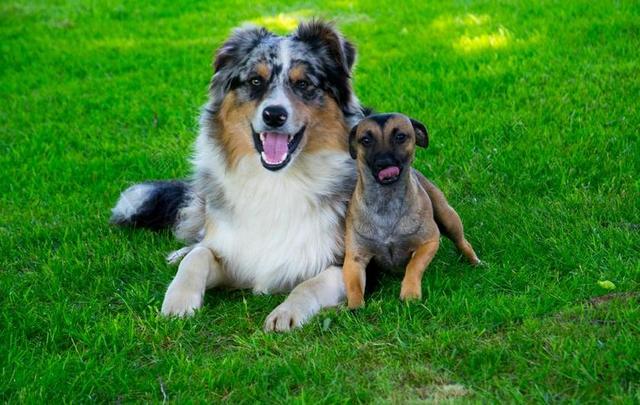 狗 性质 小狗 宠物 动物 HUNDEPORTRAIT 年轻的狗